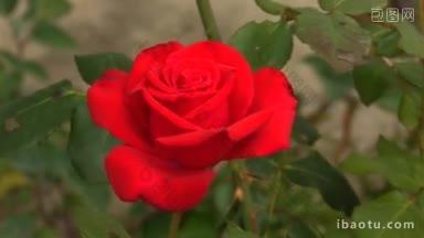 <strong>美丽</strong>的红玫瑰